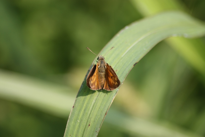 alcune farfalle da confermare ID